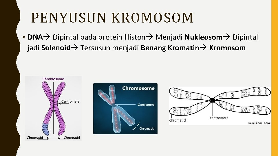 PENYUSUN KROMOSOM • DNA Dipintal pada protein Histon Menjadi Nukleosom Dipintal jadi Solenoid Tersusun