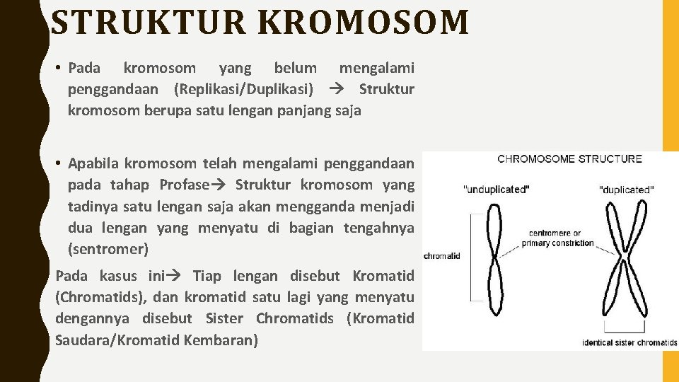 STRUKTUR KROMOSOM • Pada kromosom yang belum mengalami penggandaan (Replikasi/Duplikasi) Struktur kromosom berupa satu