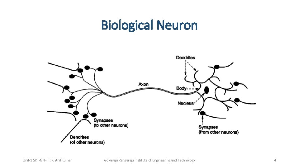 Biological Neuron Unit-1: SCT-NN - I : R. Anil Kumar Gokaraju Rangaraju Institute of