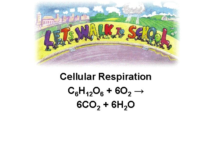 Cellular Respiration C 6 H 12 O 6 + 6 O 2 → 6