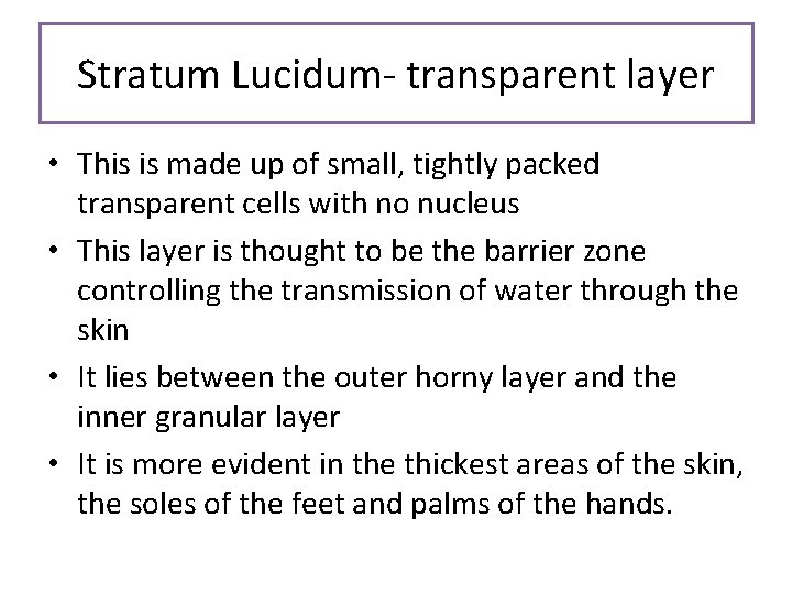 Stratum Lucidum- transparent layer • This is made up of small, tightly packed transparent