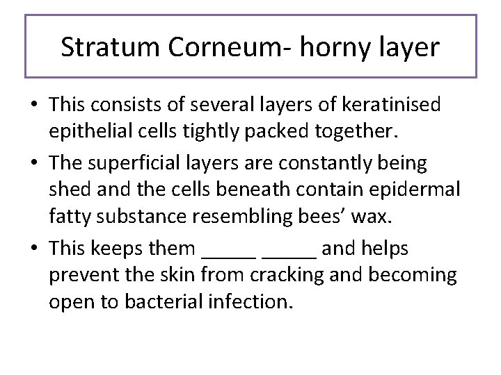 Stratum Corneum- horny layer • This consists of several layers of keratinised epithelial cells
