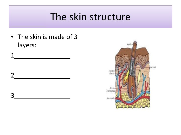 The skin structure • The skin is made of 3 layers: 1________ 2________ 3________