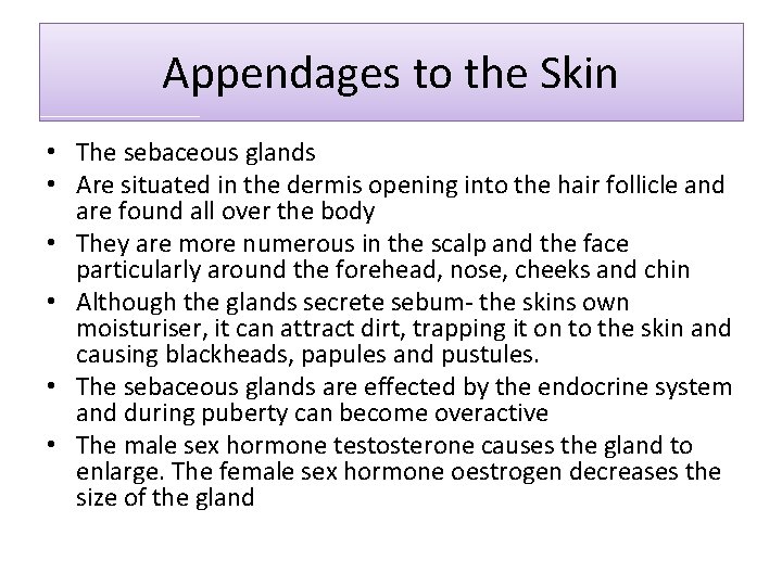 Appendages to the Skin • The sebaceous glands • Are situated in the dermis