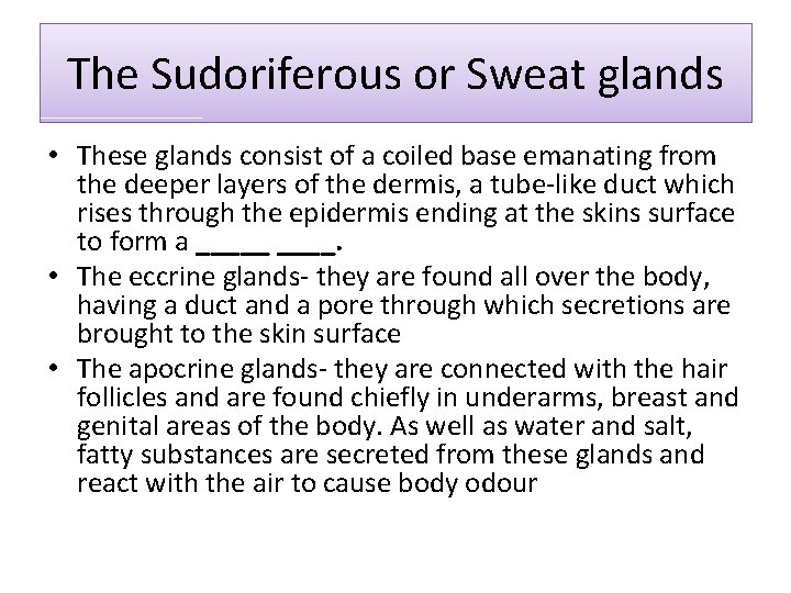 The Sudoriferous or Sweat glands • These glands consist of a coiled base emanating