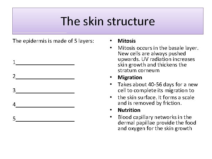 The skin structure The epidermis is made of 5 layers: 1__________ 2__________ 3__________ 4__________