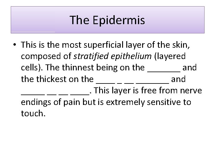 The Epidermis • This is the most superficial layer of the skin, composed of