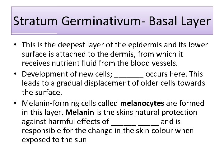 Stratum Germinativum- Basal Layer • This is the deepest layer of the epidermis and