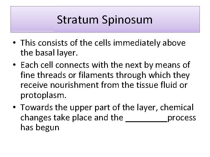 Stratum Spinosum • This consists of the cells immediately above the basal layer. •