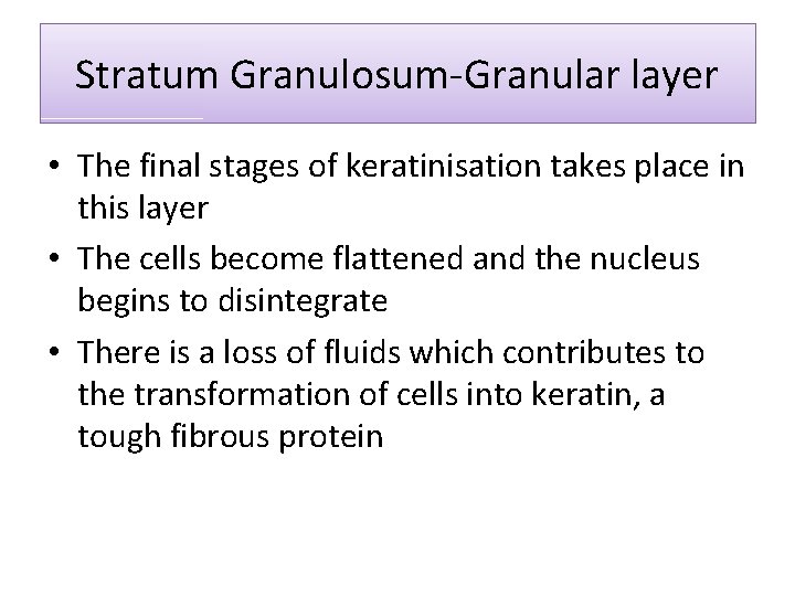 Stratum Granulosum-Granular layer • The final stages of keratinisation takes place in this layer