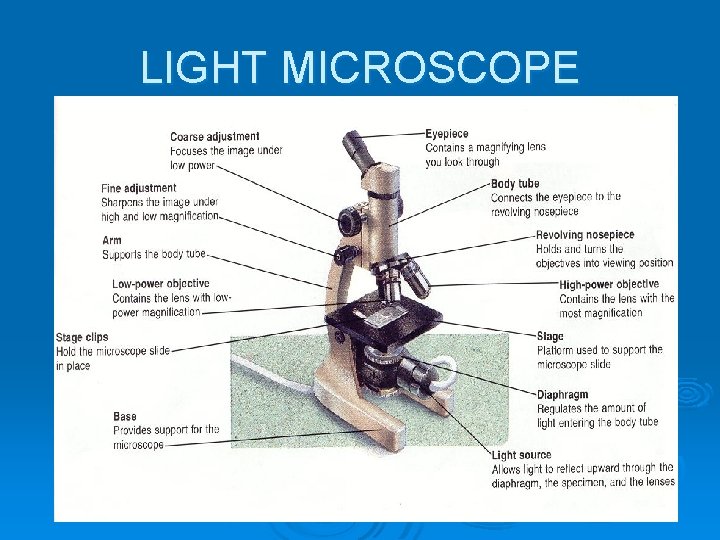 LIGHT MICROSCOPE 