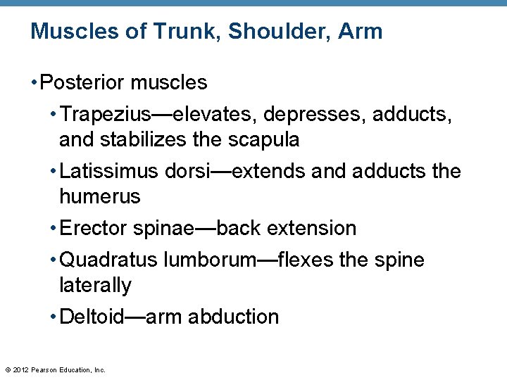 Muscles of Trunk, Shoulder, Arm • Posterior muscles • Trapezius—elevates, depresses, adducts, and stabilizes