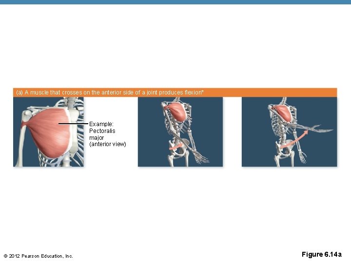 (a) A muscle that crosses on the anterior side of a joint produces flexion*