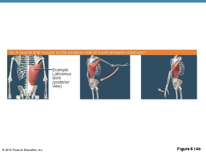 (b) A muscle that crosses on the posterior side of a joint produces extension*