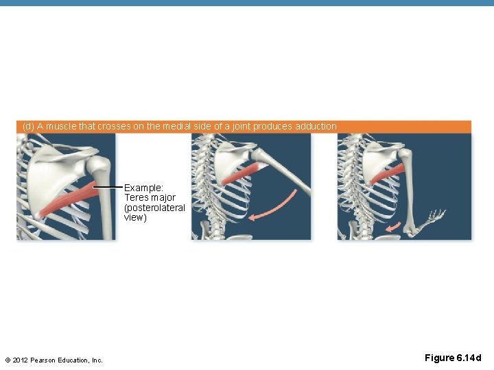 (d) A muscle that crosses on the medial side of a joint produces adduction