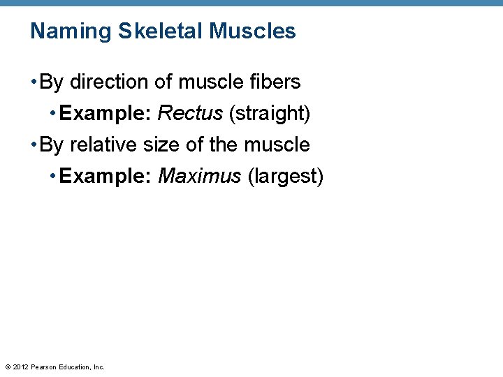 Naming Skeletal Muscles • By direction of muscle fibers • Example: Rectus (straight) •