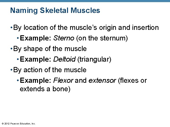 Naming Skeletal Muscles • By location of the muscle’s origin and insertion • Example: