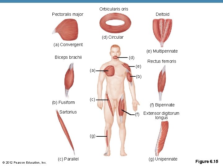 Orbicularis oris Deltoid Pectoralis major (d) Circular (a) Convergent (e) Multipennate Biceps brachii (d)