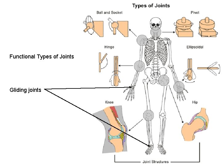 Functional Types of Joints Gliding joints 