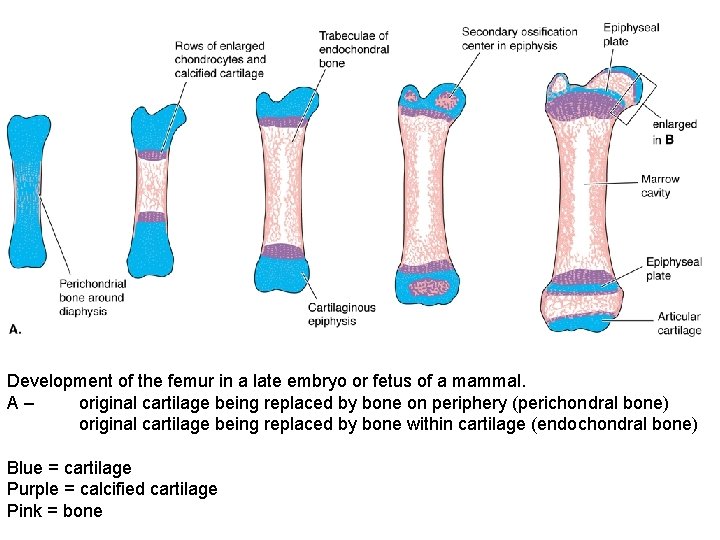 Development of the femur in a late embryo or fetus of a mammal. A–