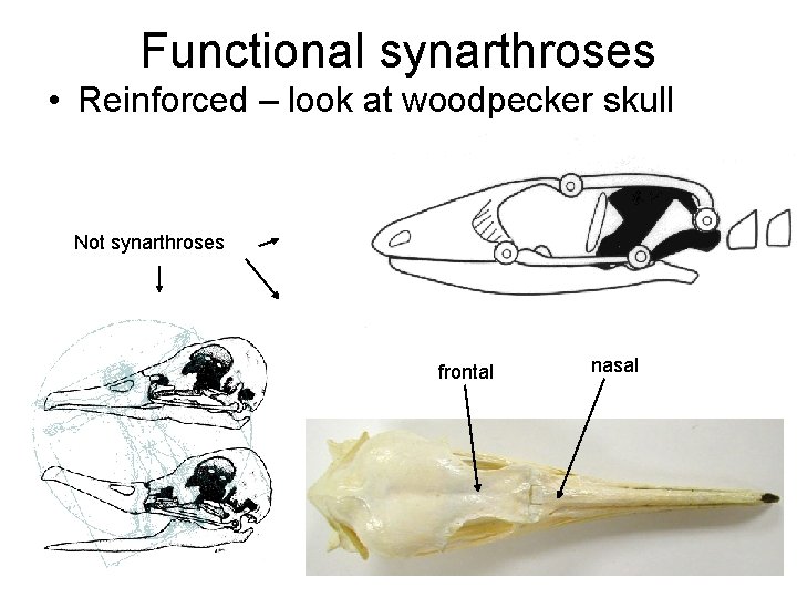 Functional synarthroses • Reinforced – look at woodpecker skull Not synarthroses frontal nasal 