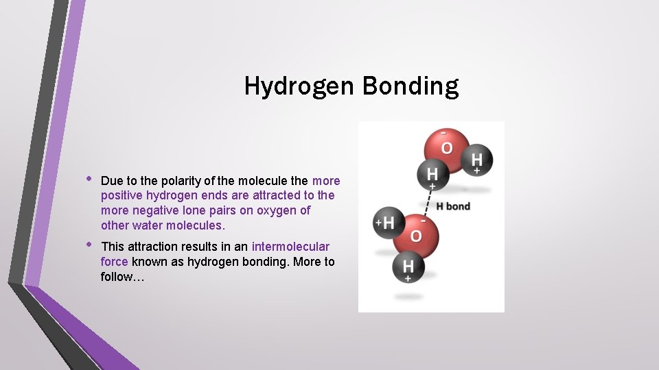 Hydrogen Bonding • Due to the polarity of the molecule the more positive hydrogen