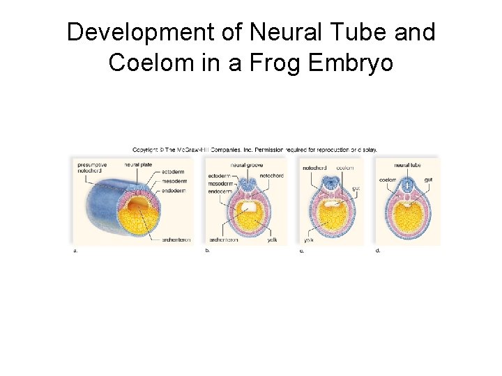 Development of Neural Tube and Coelom in a Frog Embryo 