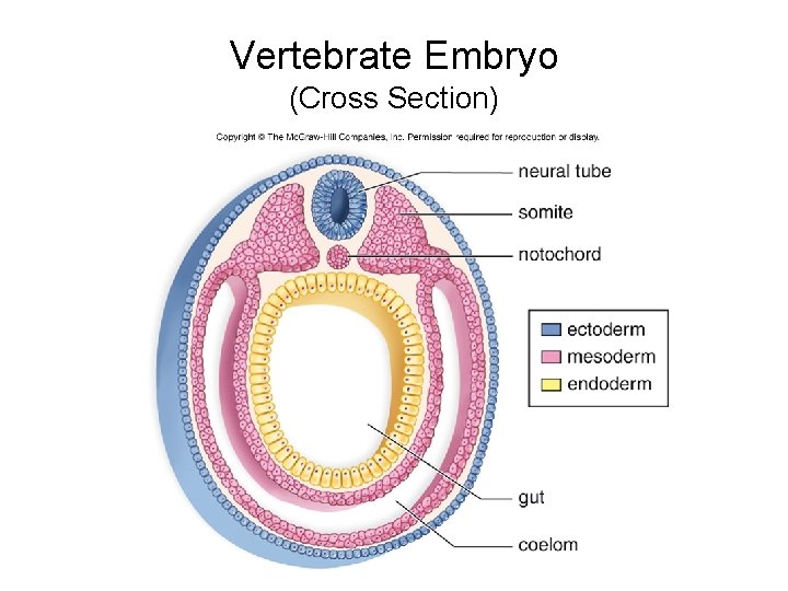 Vertebrate Embryo (Cross Section) 