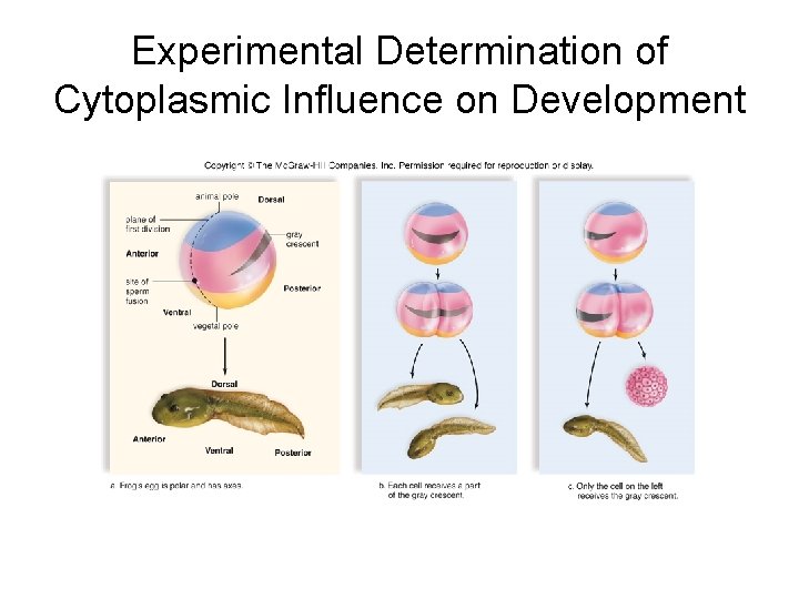 Experimental Determination of Cytoplasmic Influence on Development 