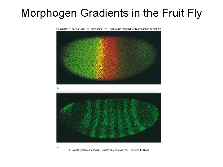 Morphogen Gradients in the Fruit Fly 