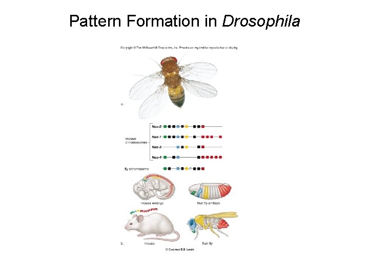 Pattern Formation in Drosophila 