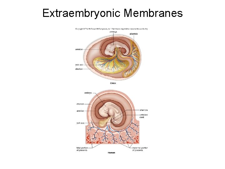 Extraembryonic Membranes 