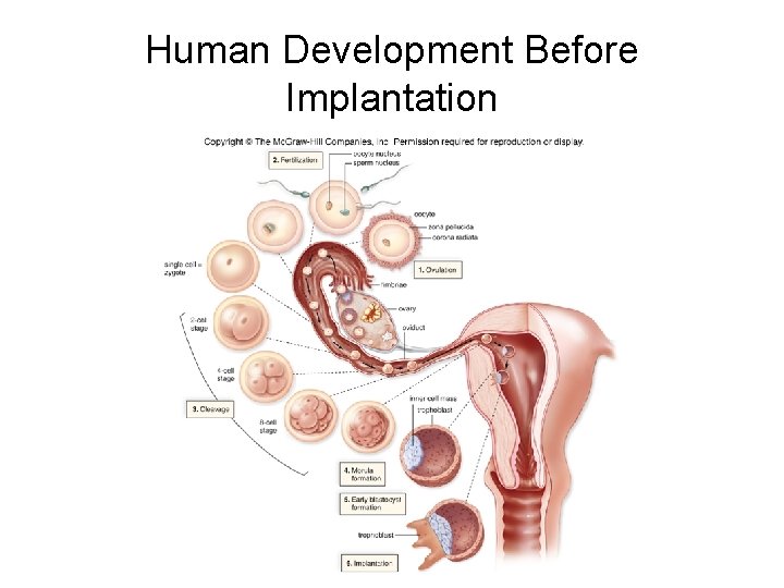 Human Development Before Implantation 