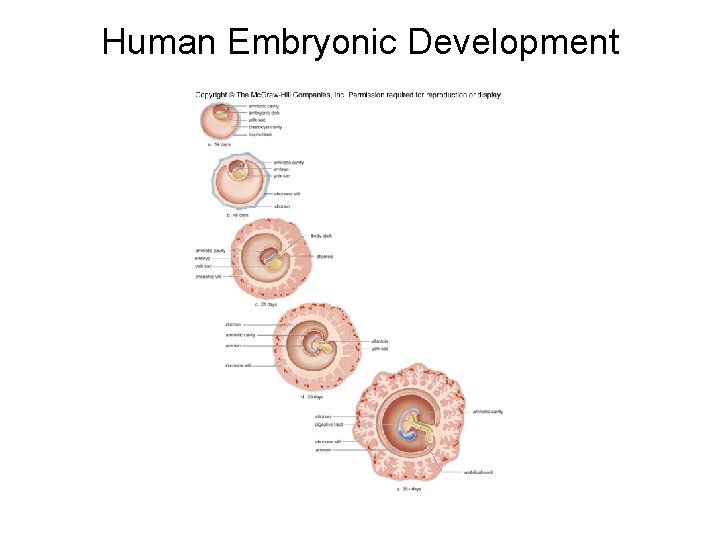 Human Embryonic Development 