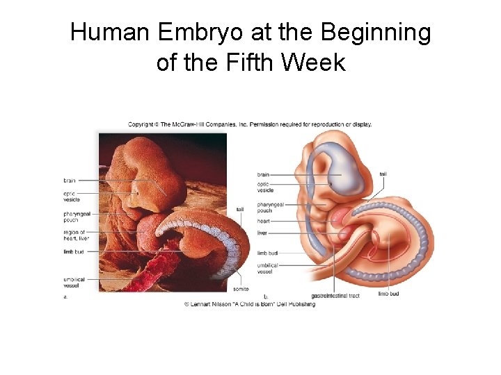 Human Embryo at the Beginning of the Fifth Week 