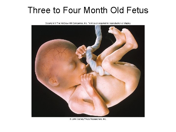 Three to Four Month Old Fetus 