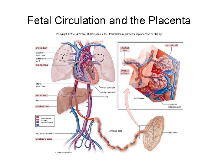 Fetal Circulation and the Placenta 