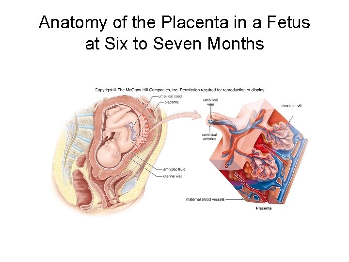 Anatomy of the Placenta in a Fetus at Six to Seven Months 