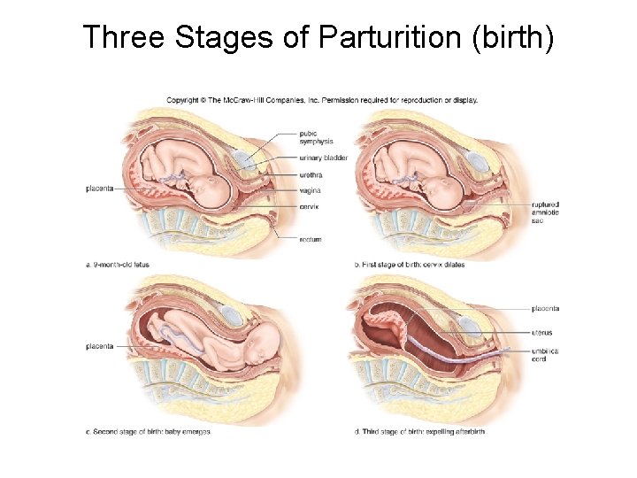 Three Stages of Parturition (birth) 