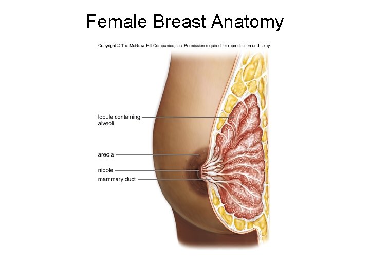 Female Breast Anatomy 