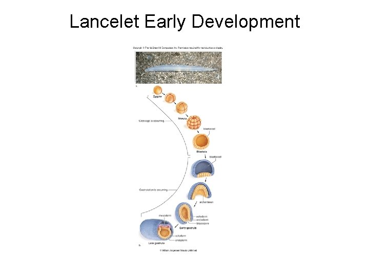 Lancelet Early Development 