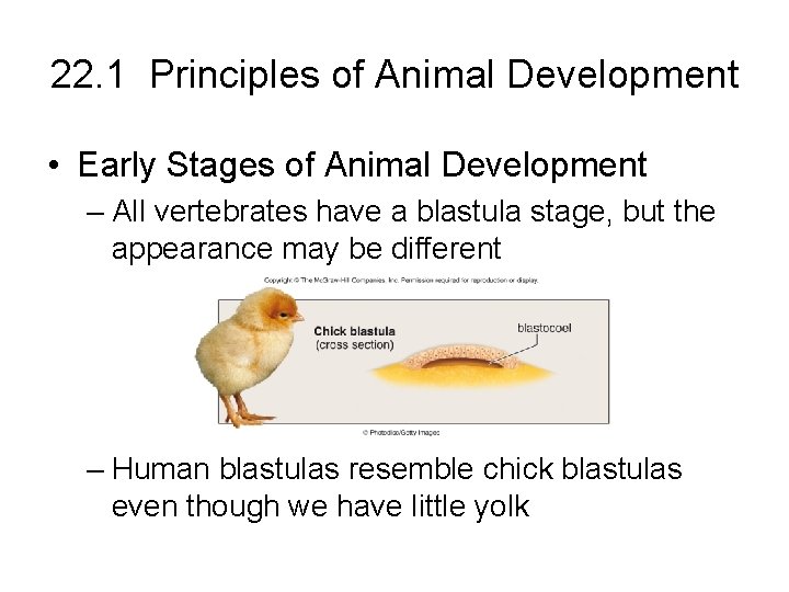 22. 1 Principles of Animal Development • Early Stages of Animal Development – All