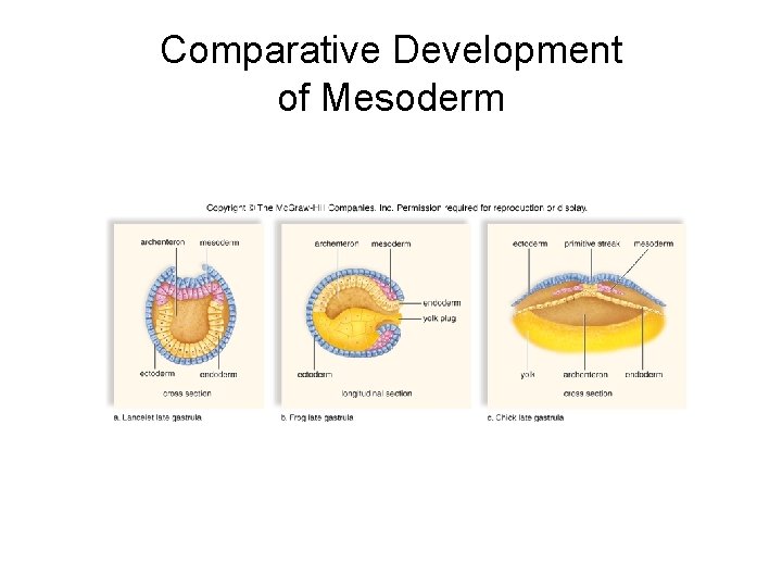 Comparative Development of Mesoderm 