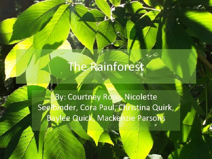 The Rainforest By: Courtney Rose, Nicolette Seelbinder, Cora Paul, Christina Quirk, Baylee Quick, Mackenzie