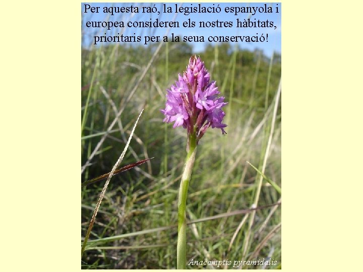 Per aquesta raó, la legislació espanyola i europea consideren els nostres hàbitats, prioritaris per