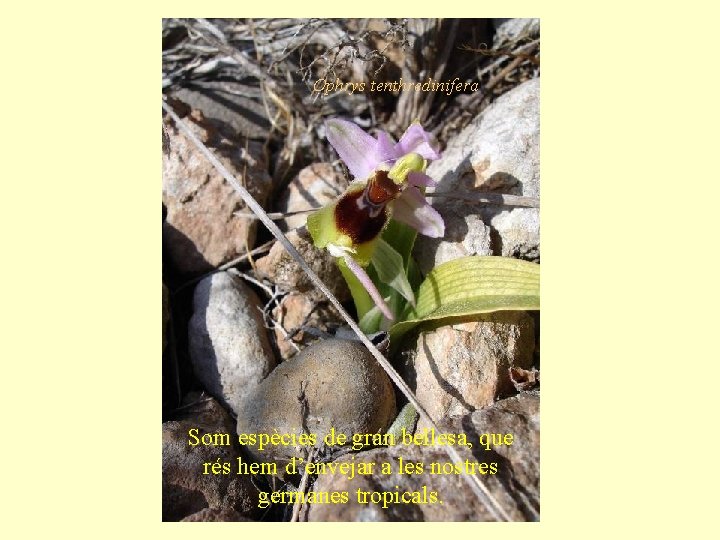 Ophrys tenthredinifera Som espècies de gran bellesa, que rés hem d’envejar a les nostres