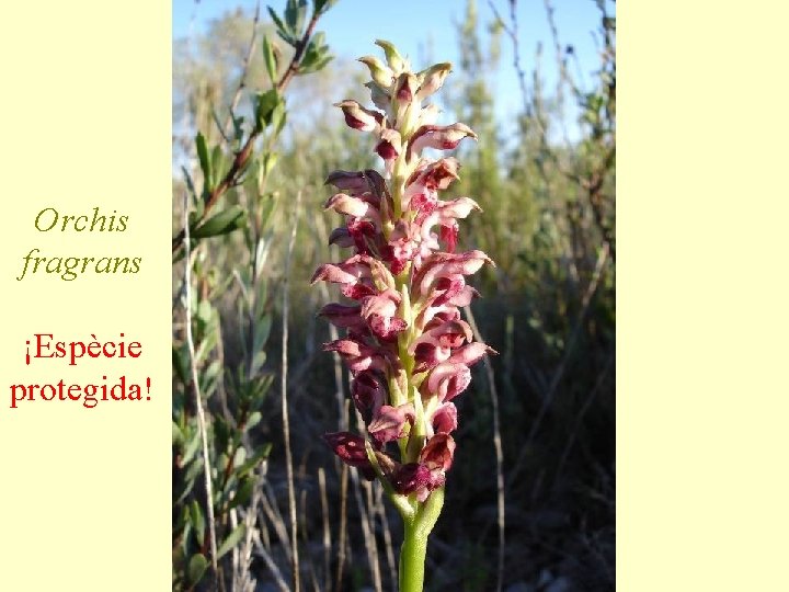 Orchis fragrans ¡Espècie protegida! 