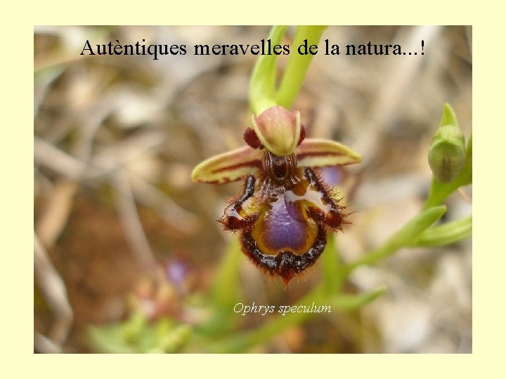 Autèntiques meravelles de la natura. . . ! Ophrys speculum 