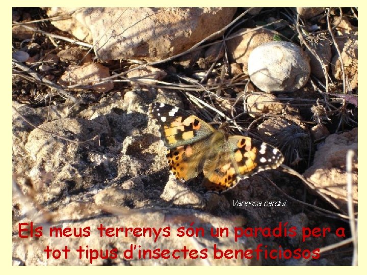 Vanessa cardui Els meus terrenys són un paradís per a tot tipus d’insectes beneficiosos