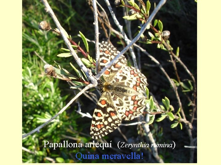 Papallona arlequí (Zerynthia rumina) Quina meravella! 